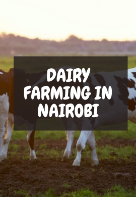 Cream of the City: The Modern Elegance of Dairy Farming in Nairobi.